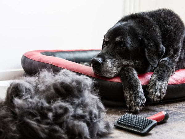¿A tu perro se le cae el pelo?