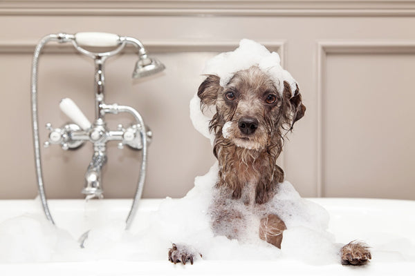 ¿Cada cuánto es bueno bañar a mi perro? 🧼