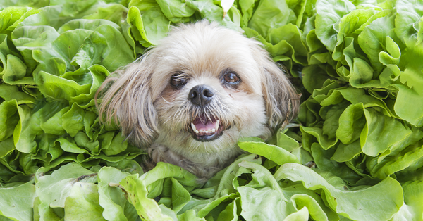 ¿Pueden los perros comer espinaca?