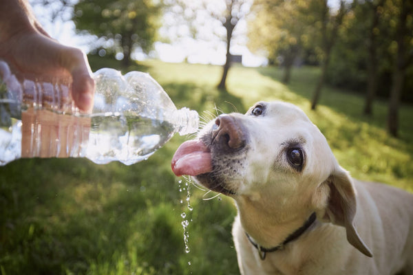 ¿Cómo saber si mi perro está deshidratado?