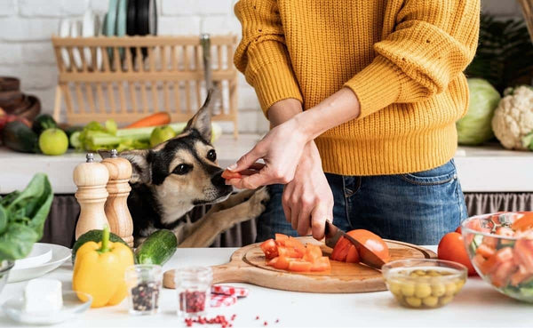 La diferencia entre dietas caseras para perros y humanos