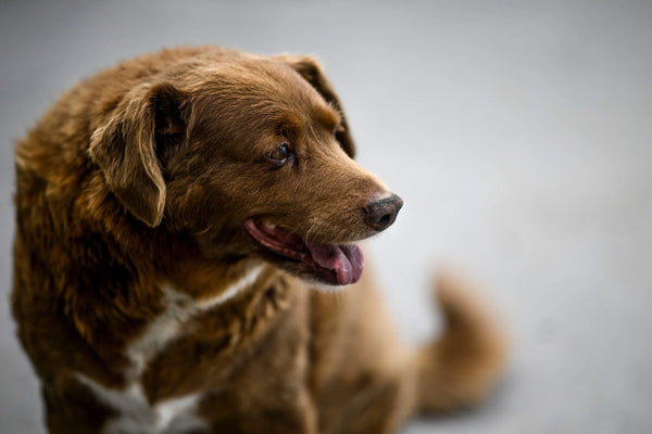 Los perros más longevos según el libro Guinness
