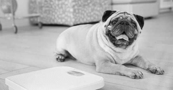 Dieta y ejercicio en perros