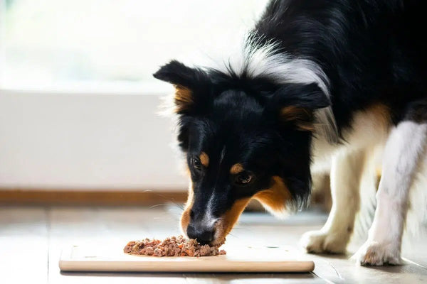 La alimentación y conducta en perros