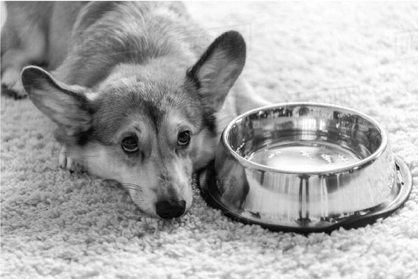 Alimentos para perros: ¿cómo leer el envase?