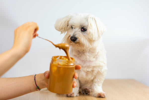Receta: Mantequilla de Maní para perros - Natural