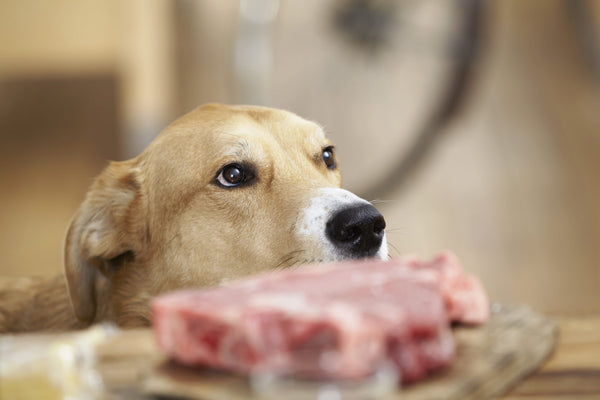 ¿Cualquier perro puede comer dieta cruda?