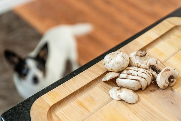 ¿Pueden los perros comer champiñones?