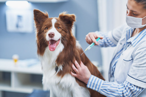 Vacunas en perros - Huargos
