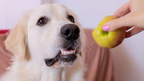 ¿Pueden los perros comer manzana?