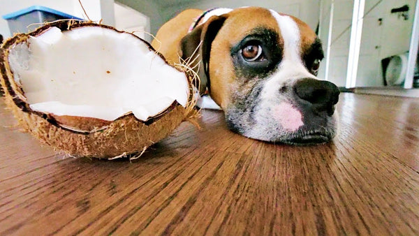 ¿Pueden los perros comer coco?